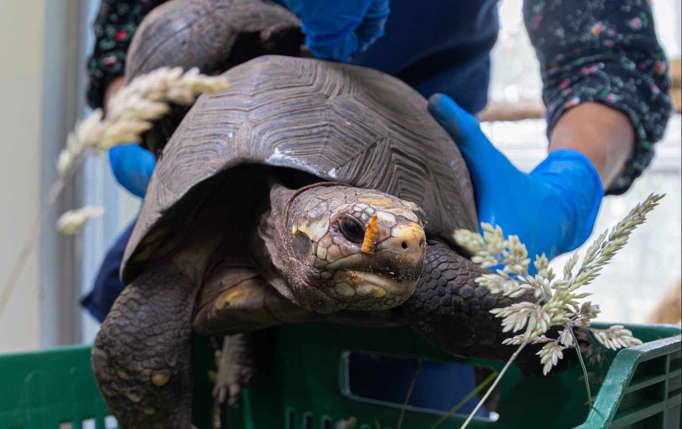 ¡De nuevo a la libertad!  Bogotá libera 66 animales silvestres en el Meta